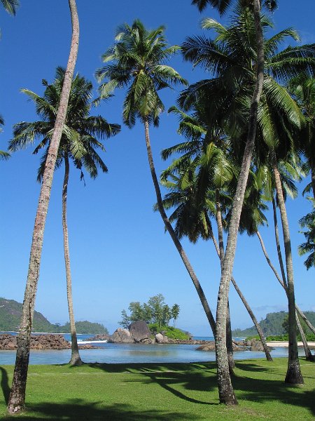 Seychelles - Palm trees.jpg